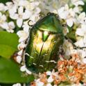 Cetonia aurata (Rose Chafer).jpg